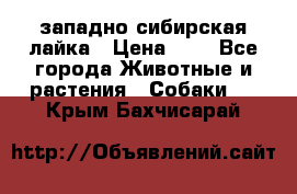 западно сибирская лайка › Цена ­ 0 - Все города Животные и растения » Собаки   . Крым,Бахчисарай